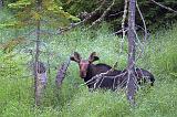 Curious Moose_02932